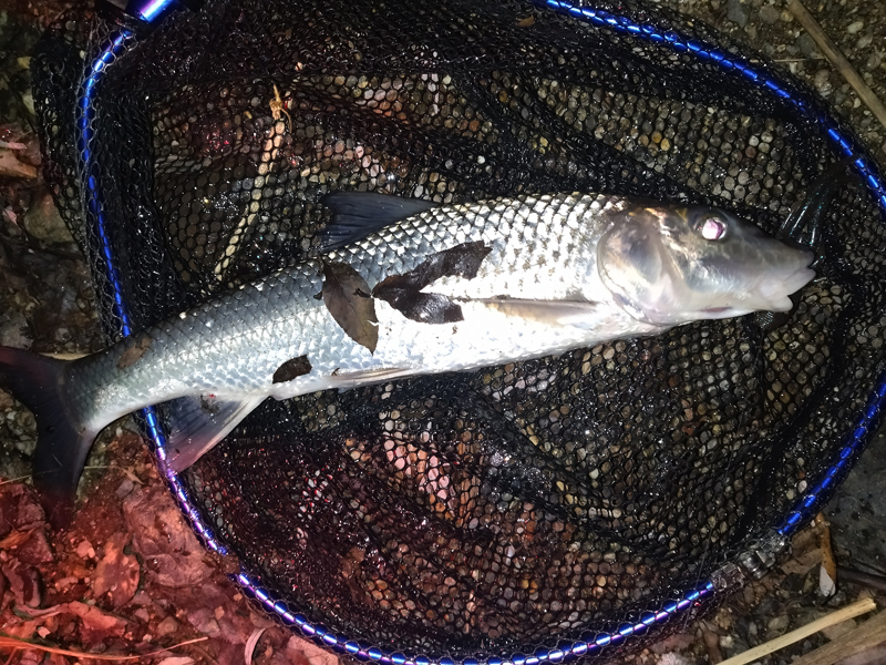 琵琶湖バス釣り釣果の写真