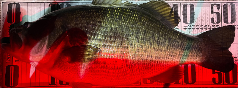 琵琶湖バス釣り釣果の写真