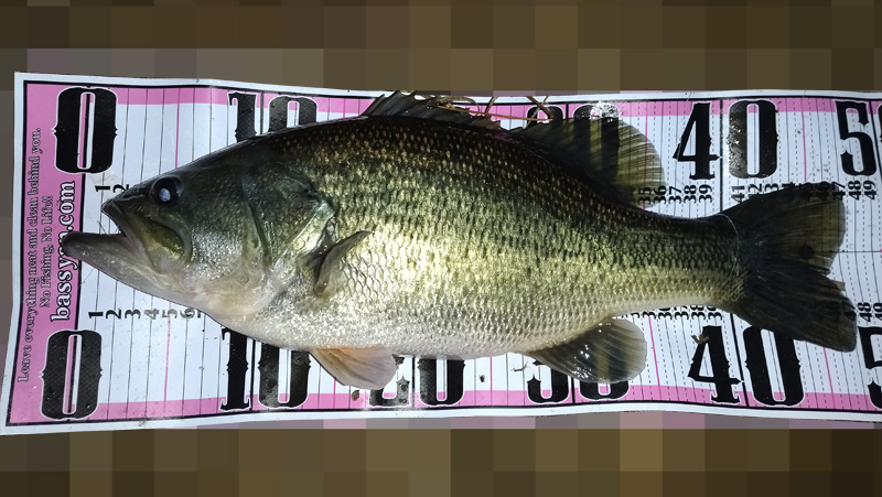 琵琶湖バス釣り釣果写真