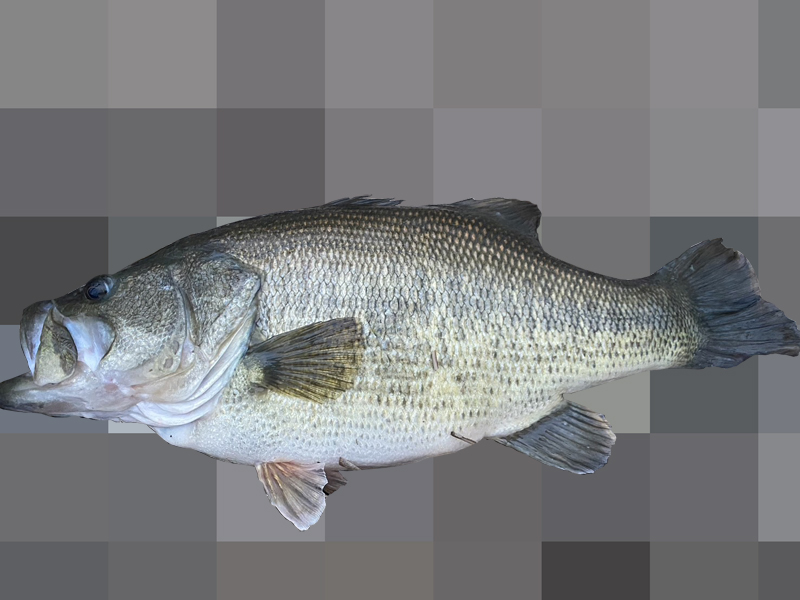 琵琶湖バス釣り釣果