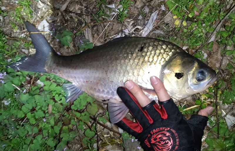 琵琶湖バス釣り釣果