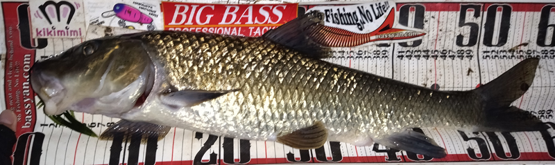 琵琶湖バス釣り釣果