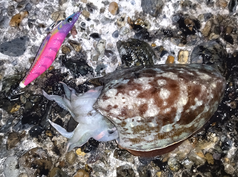 烏賊釣り エギング おかっぱり釣果 日本海若狭湾 釣果情報