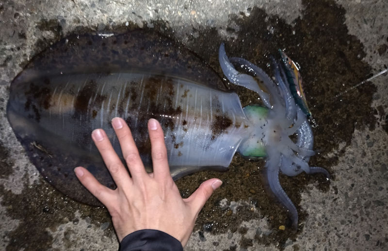 烏賊釣り エギング おかっぱり釣果 日本海若狭湾