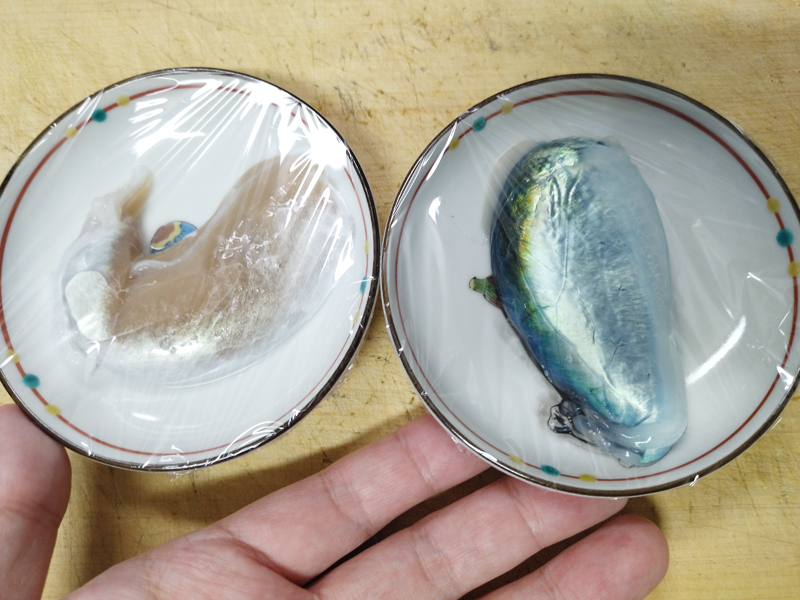 烏賊釣り エギング おかっぱり釣果 日本海若狭湾