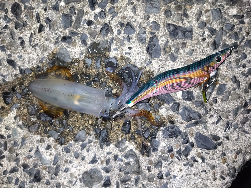 烏賊釣り エギング おかっぱり釣果 日本海若狭湾