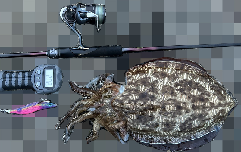 烏賊釣り エギング おかっぱり釣果 日本海若狭湾