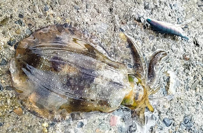 烏賊釣り エギング おかっぱり釣果 日本海若狭湾