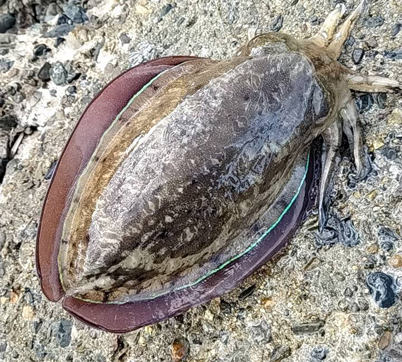 烏賊釣り エギング おかっぱり釣果 日本海若狭湾