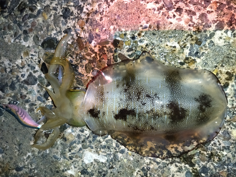 烏賊釣り エギング おかっぱり釣果 日本海若狭湾