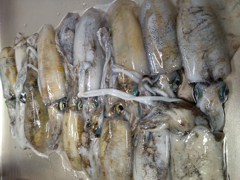 烏賊釣り エギング おかっぱり釣果 日本海若狭湾