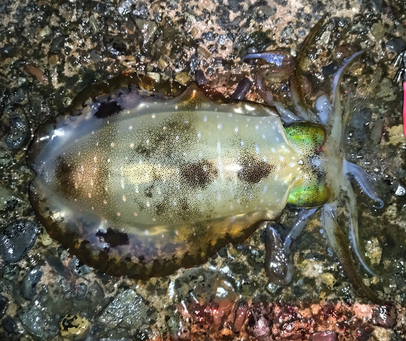 烏賊釣り エギング おかっぱり釣果 日本海若狭湾
