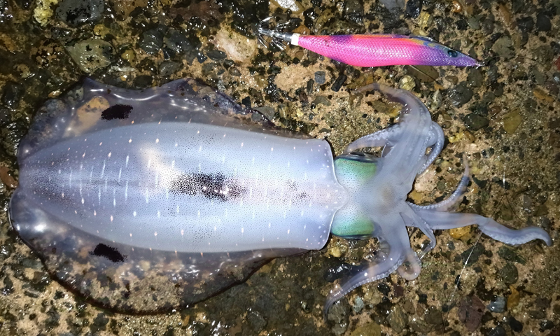 烏賊釣り エギング おかっぱり釣果 日本海若狭湾