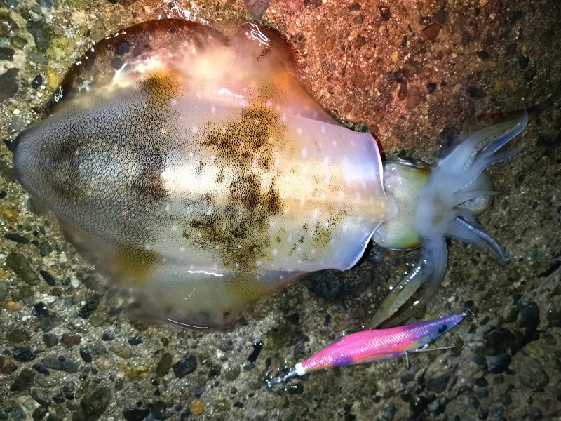 烏賊釣り エギング おかっぱり釣果 日本海若狭湾