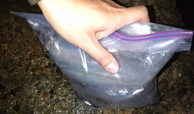 烏賊釣り エギング おかっぱり釣果 日本海若狭湾