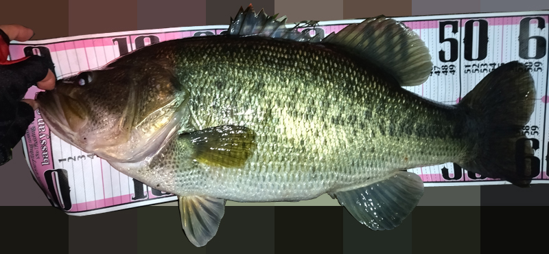 琵琶湖 バス釣り おかっぱり 釣果情報