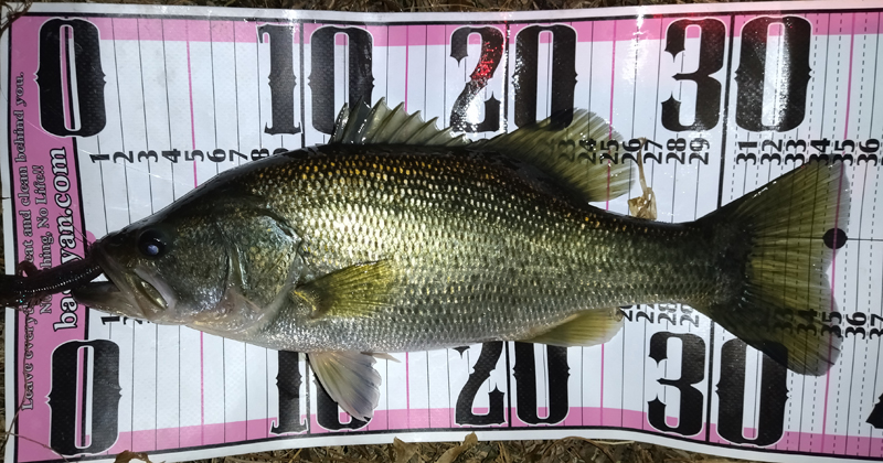 琵琶湖バス釣り釣果情報