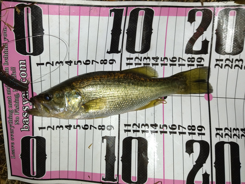 琵琶湖バス釣り釣果情報