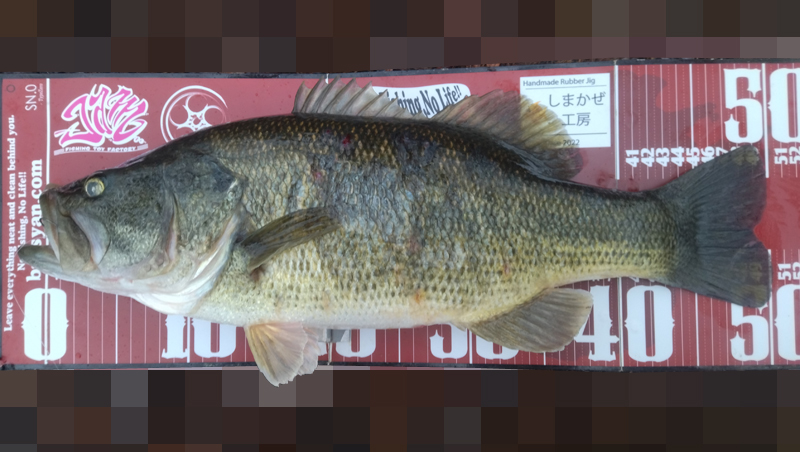 琵琶湖バス釣り釣果