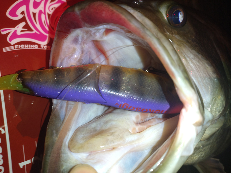 琵琶湖バス釣り釣果