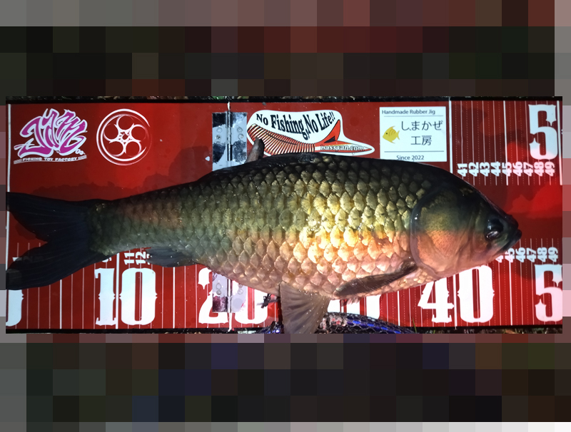 琵琶湖バス釣り釣果
