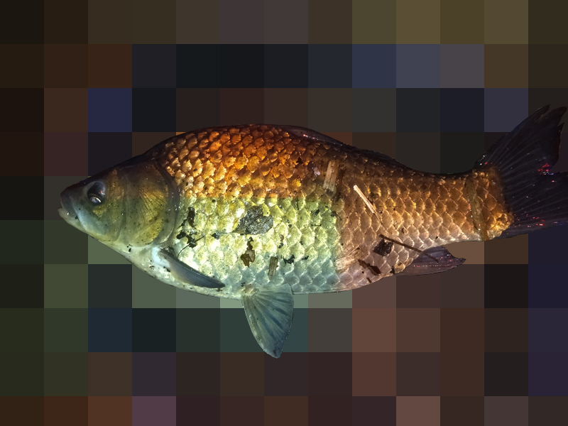 琵琶湖バス釣り釣果