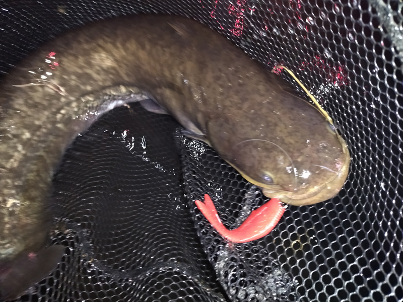 琵琶湖バス釣り釣果