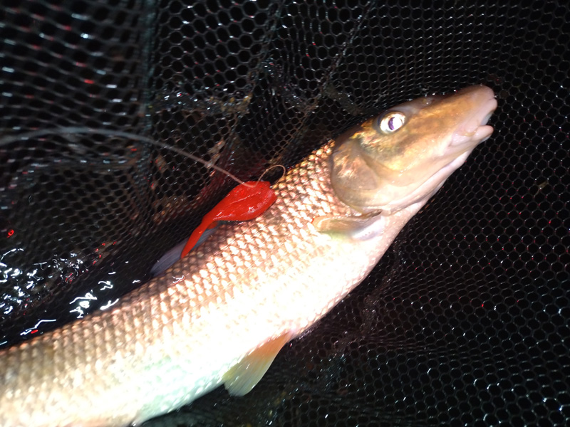 琵琶湖バス釣り釣果