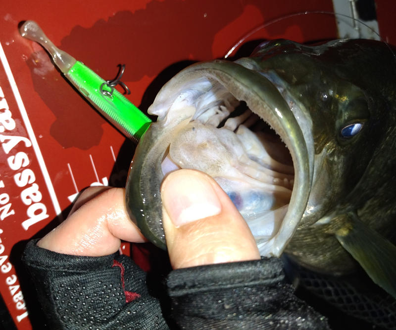 琵琶湖バス釣り釣果