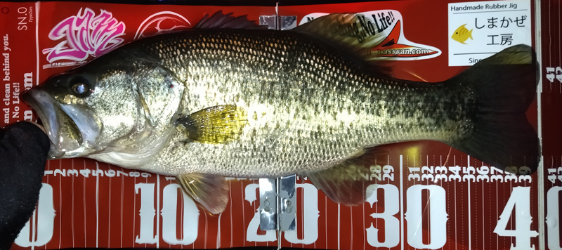 琵琶湖バス釣り釣果