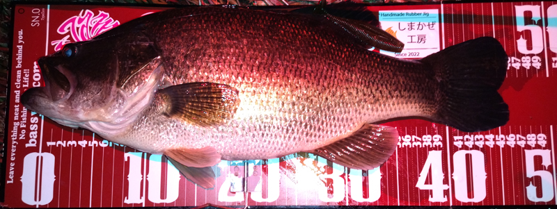 琵琶湖バス釣り釣果