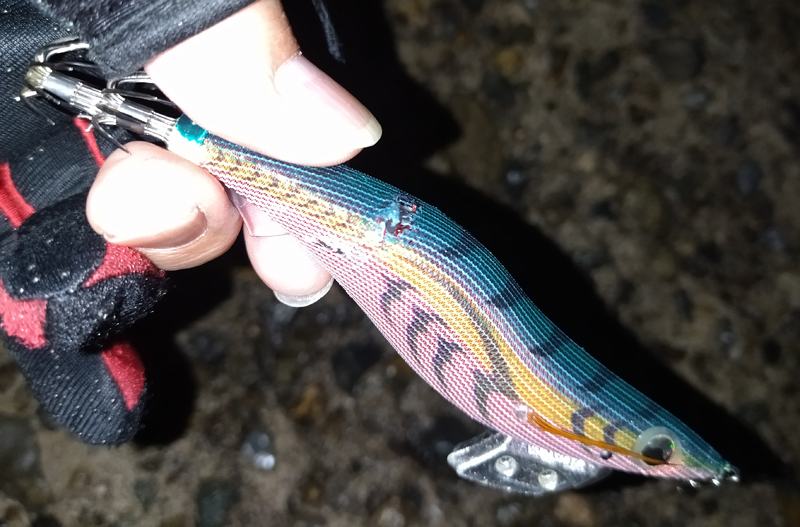 烏賊釣り エギング おかっぱり釣果 日本海若狭湾