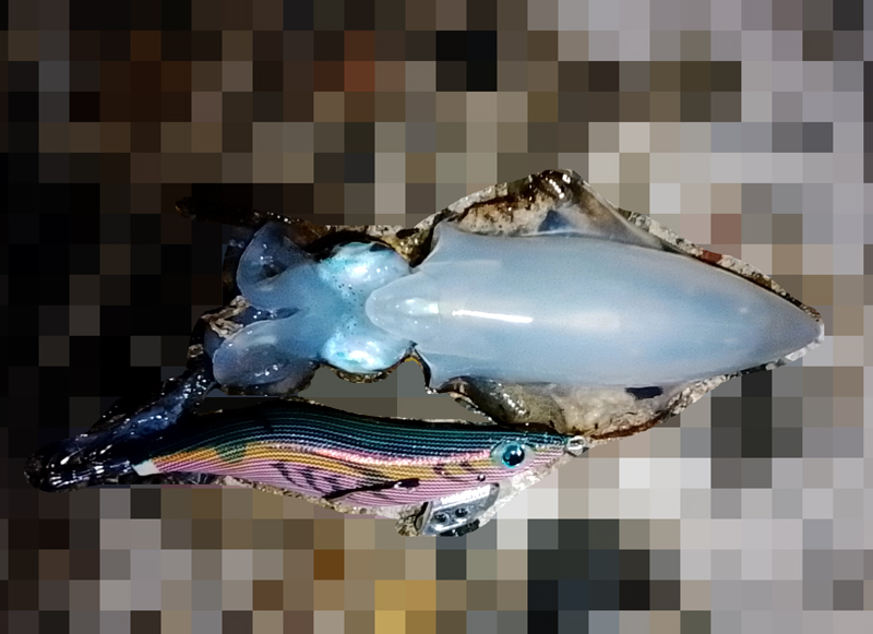 イカ釣りの写真