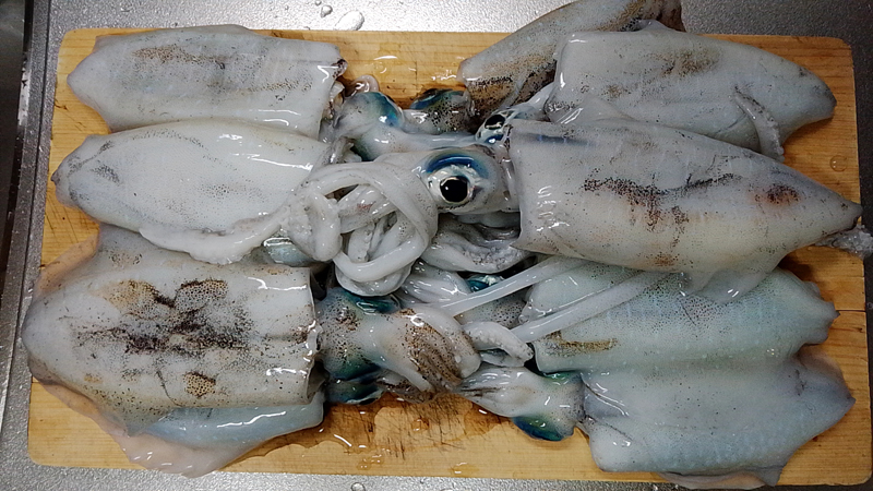 イカ釣りの写真