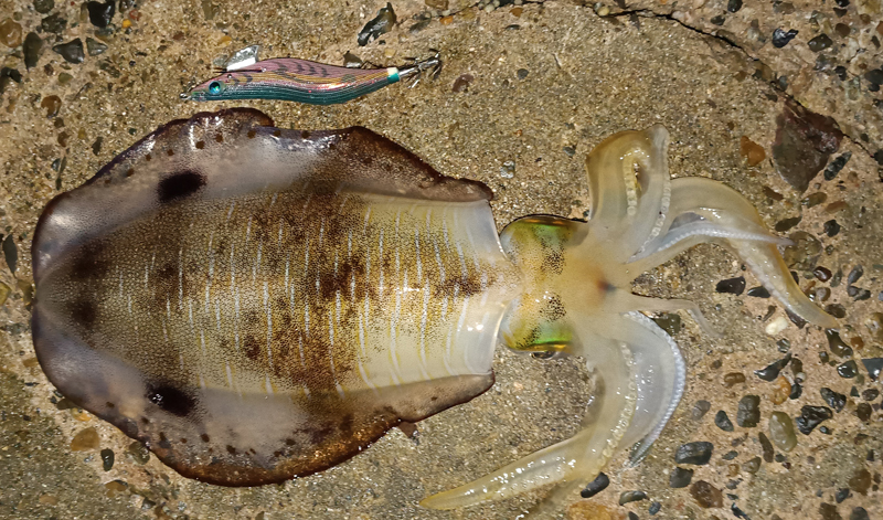 烏賊釣り エギング おかっぱり釣果 日本海若狭湾