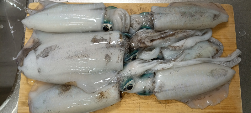 烏賊釣り エギング おかっぱり釣果 日本海若狭湾