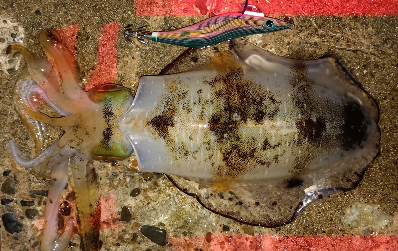 烏賊釣り エギング おかっぱり釣果 日本海若狭湾