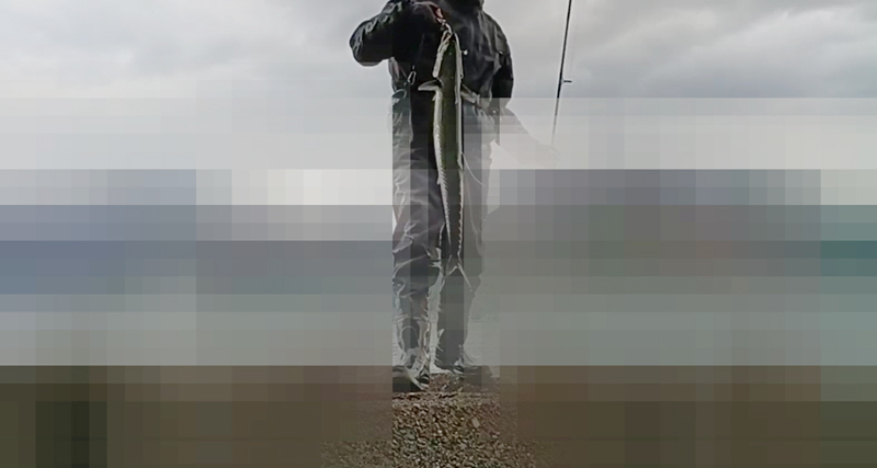 若狭湾 青物チャレンジ