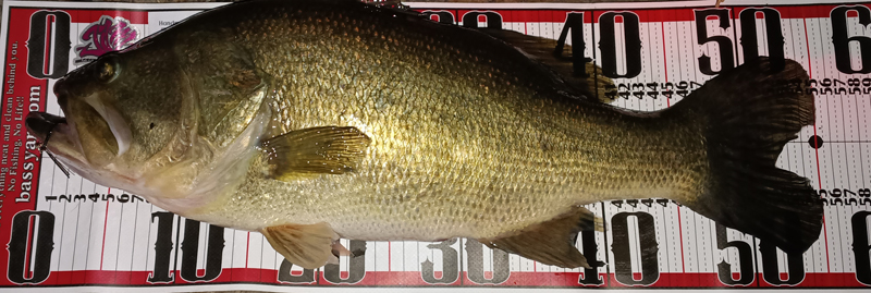 琵琶湖ブラックバス最終釣行