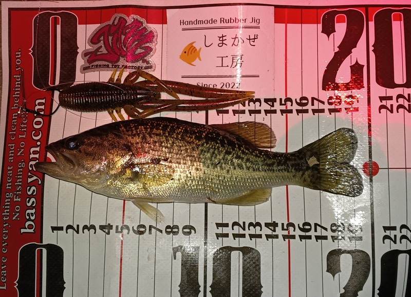 琵琶湖ブラックバス最終釣行