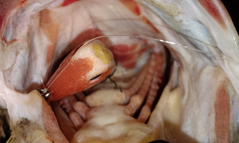 2026年初バスの写真