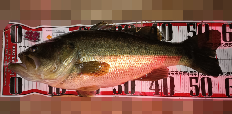 2026年初バスの写真