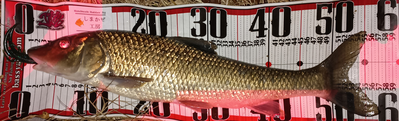 琵琶湖バス釣り釣果情報