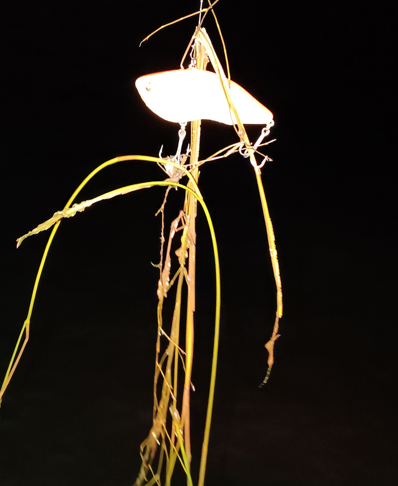 琵琶湖バス釣り釣果情報