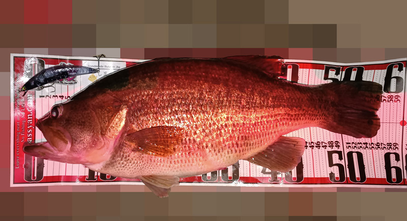 琵琶湖バス釣り釣果情報