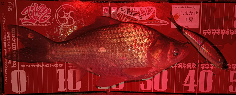 琵琶湖バス釣り釣果情報