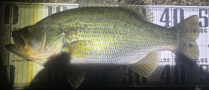 琵琶湖バス釣り釣果情報