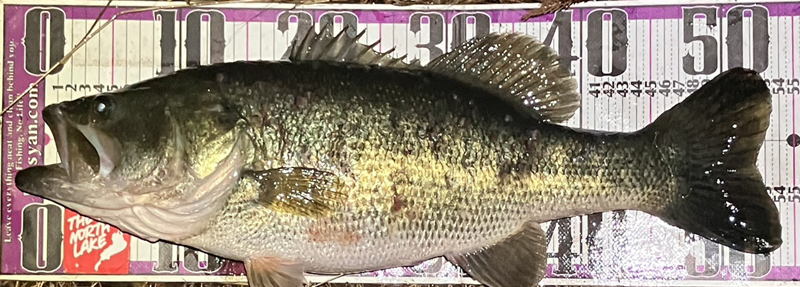 琵琶湖バス釣り釣果情報