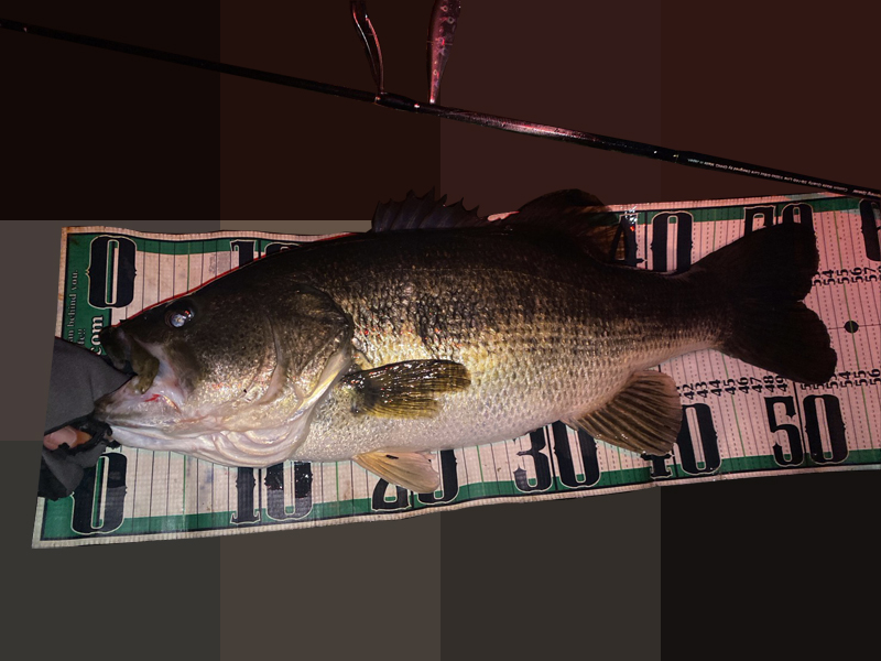 琵琶湖バス釣り釣果情報