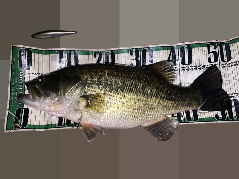 琵琶湖バス釣り釣果情報